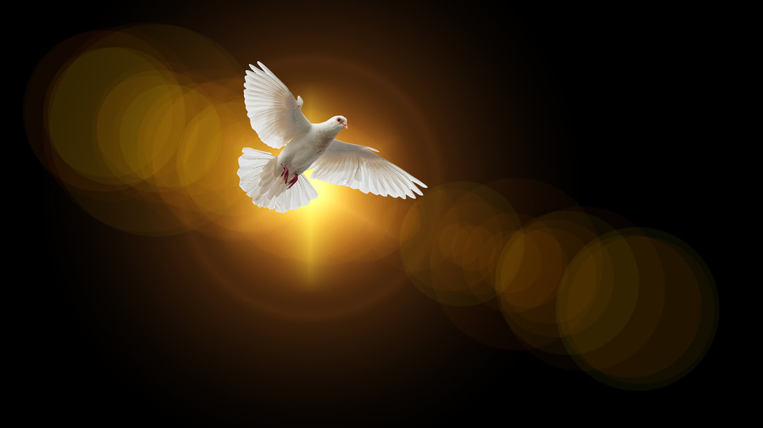 Picture of a dove in flight, symbolic of the Holy Spirit